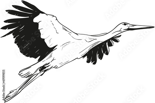 lying White Stork