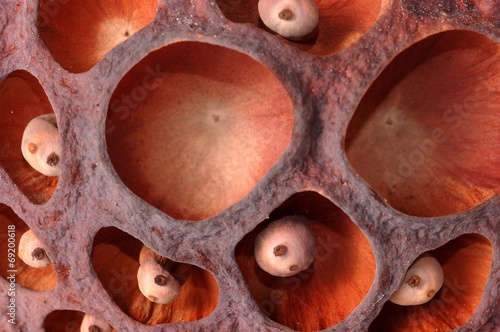 close-up of lotus dry seed