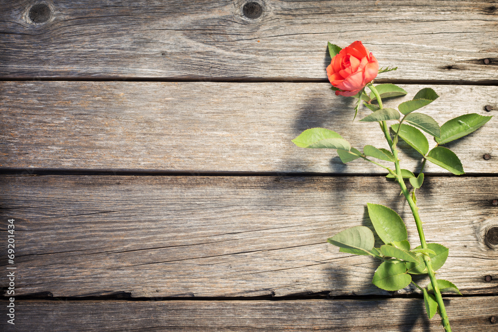 rose on wooden board rose on wooden board