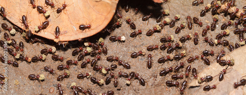 Termite work as team in the nature