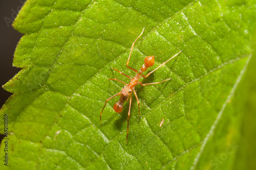 Kerengga ant-like jumper spider in the nature