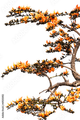 Isolated Orange Flower of Bastard Teak