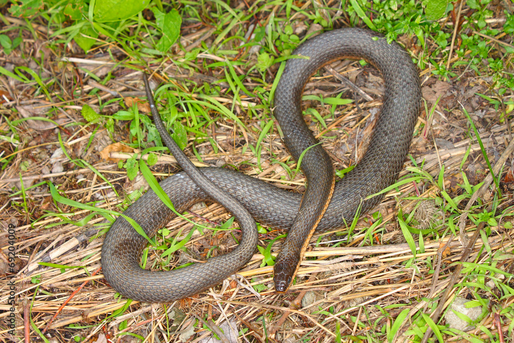 Queen Snake (Regina septemvittata) Illinois Queen Snake (Regina septemvittata) Illinois