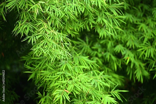 bamboo leaves