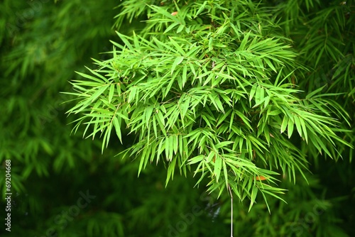 bamboo leaves