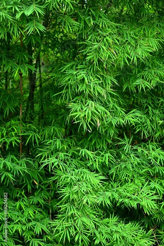 bamboo leaves #69204682