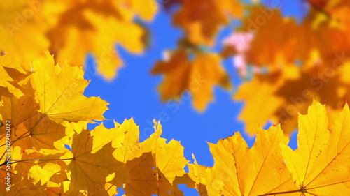 Leaf Background. Seamless Loop