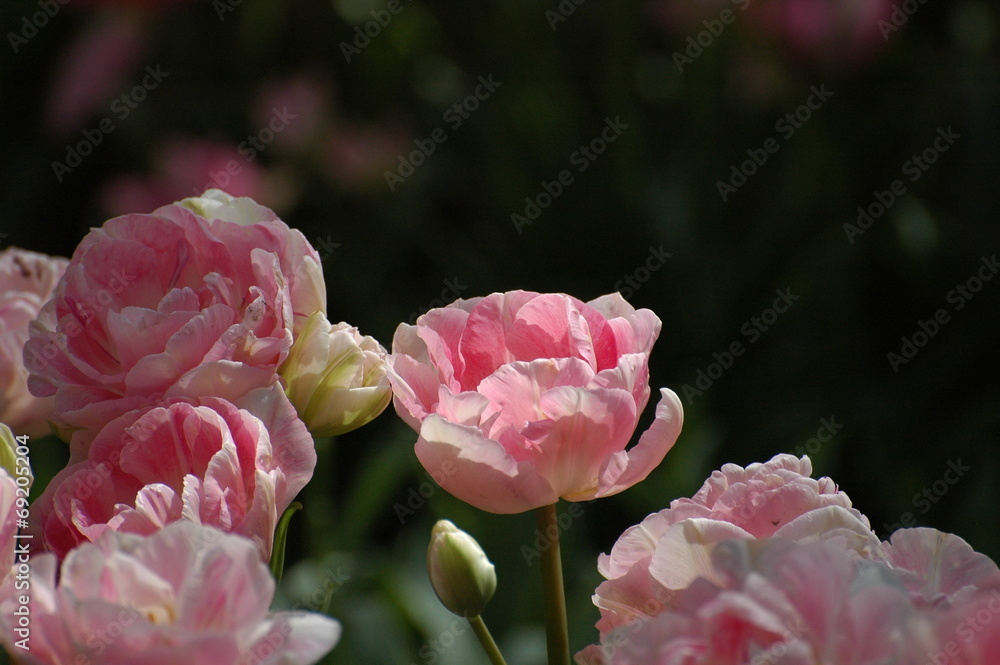 Obraz premium Blooming in Keukenhof, Holland