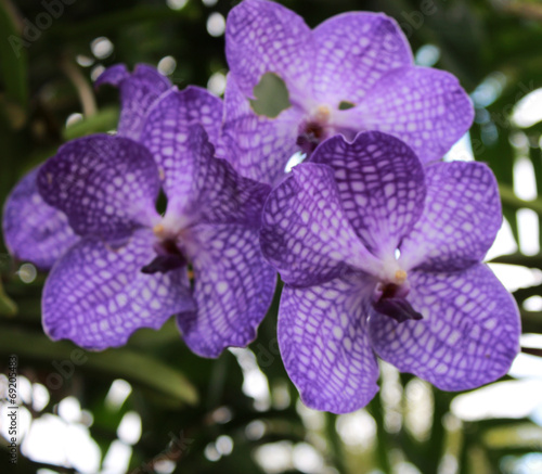 The purple flowers on the tree in Thailand