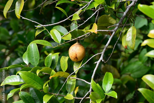 Muskatnuss-Frucht photo
