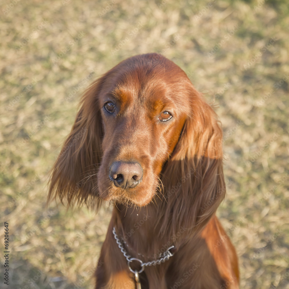 Brown cocker dog portrait