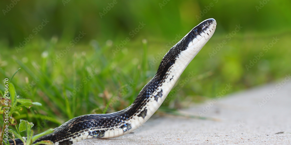 Fototapeta premium Rat Snake (Elaphe obsoleta)
