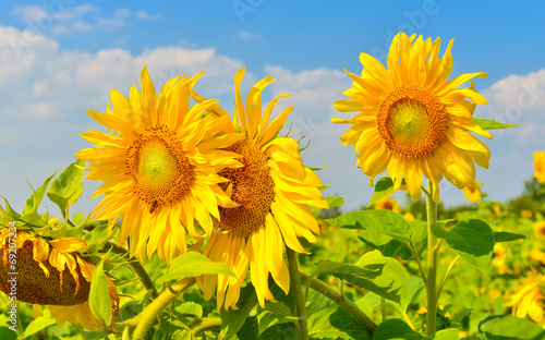 Sunflowers