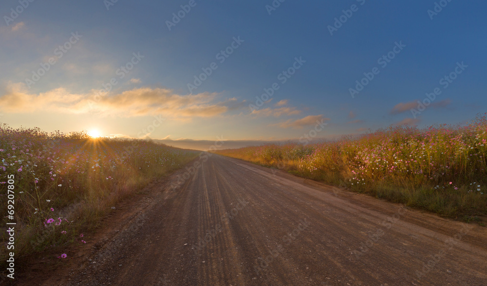 Sunrise on a road lined with cosmos