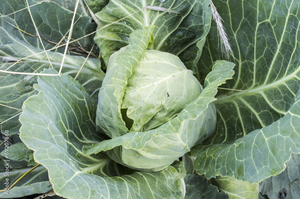 Obraz premium Cabbage