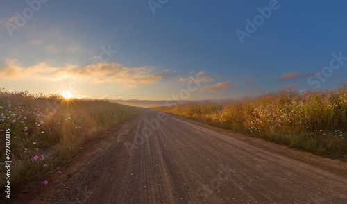 Sunrise on a road lined with cosmos