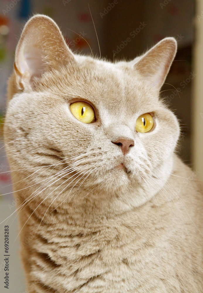 Obraz premium Lilac british shorthair portrait