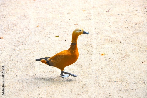Schilderij op canvas Entenvogel