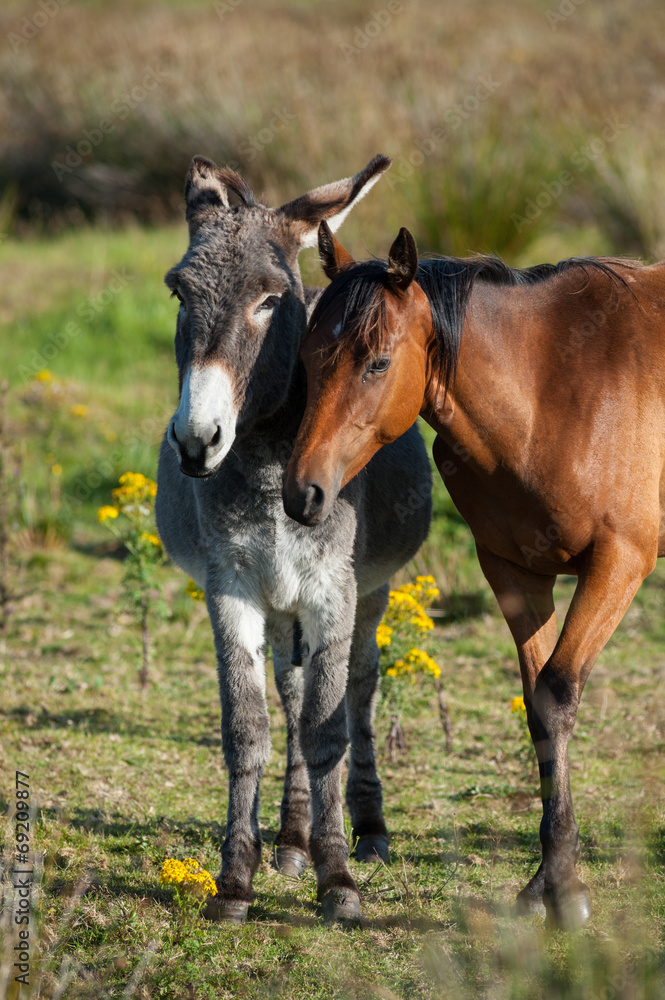 donkey and horse buddies in a field donkey and horse buddies in a field