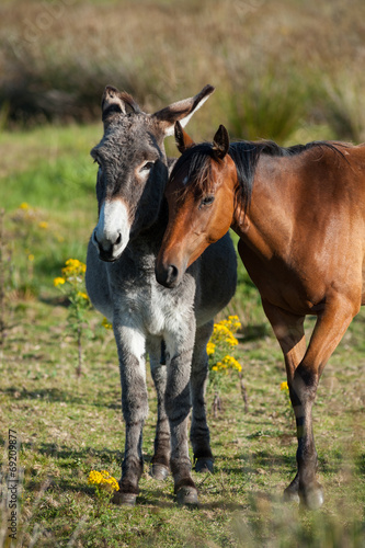 donkey and horse buddies in a field