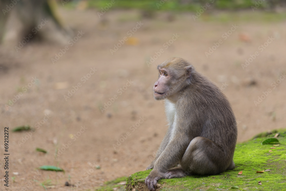 Naklejka premium monkey sitting on the floor
