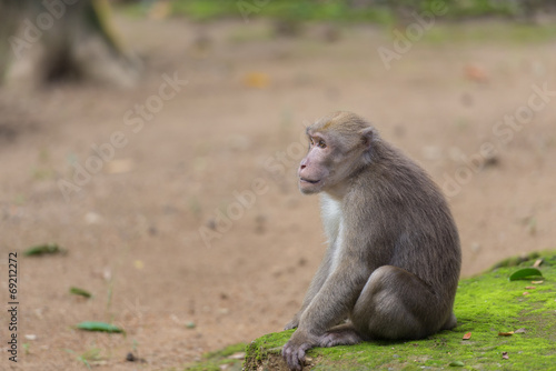 monkey sitting on the floor