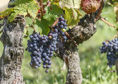 pied de vigne raisin