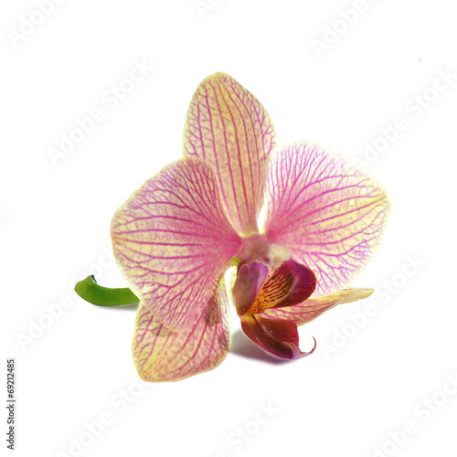 Purple Orchid Flower isolated