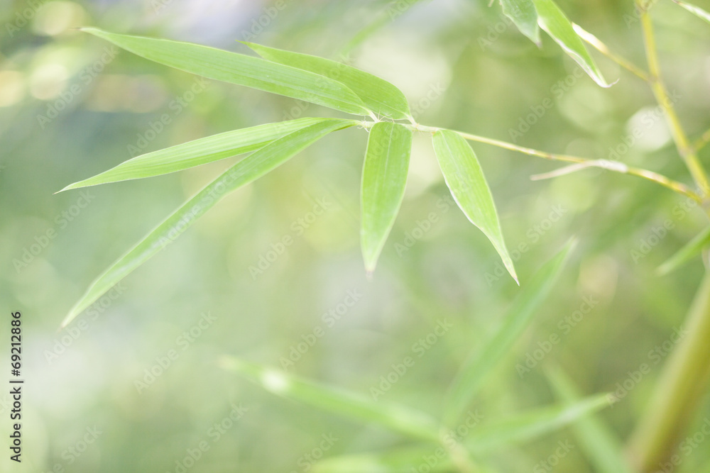 bamboo leaves and twigs with blurred background bamboo leaves and twigs with blurred background