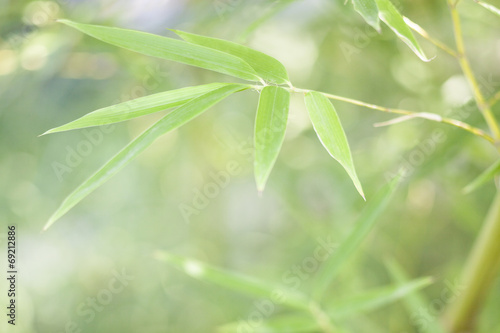 bamboo leaves and twigs with blurred background