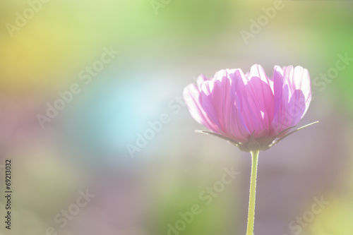 pink cosmos flower with blurred background