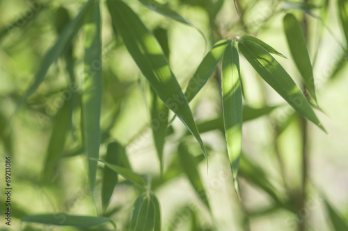 Fototapeta Naklejka Na Ścianę i Meble -  bamboo leaves and twigs with blurred background