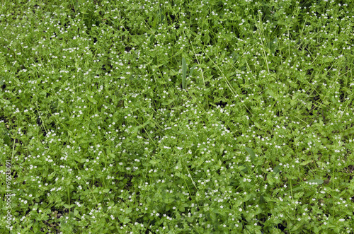 View of beauty chick weed  (Stellaria media L.) blooming meadow