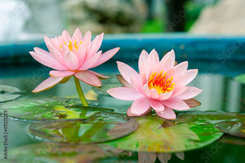 A beautiful pink waterlily or lotus flower in pond