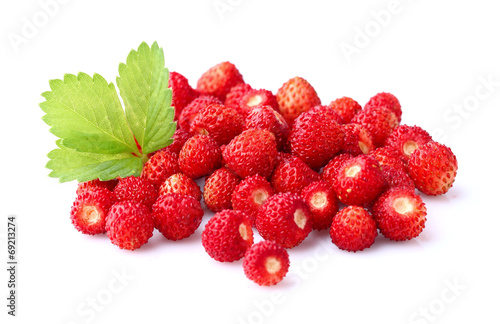 Bild auf Leinwand Wild strawberry