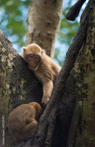 monkey living on the tree