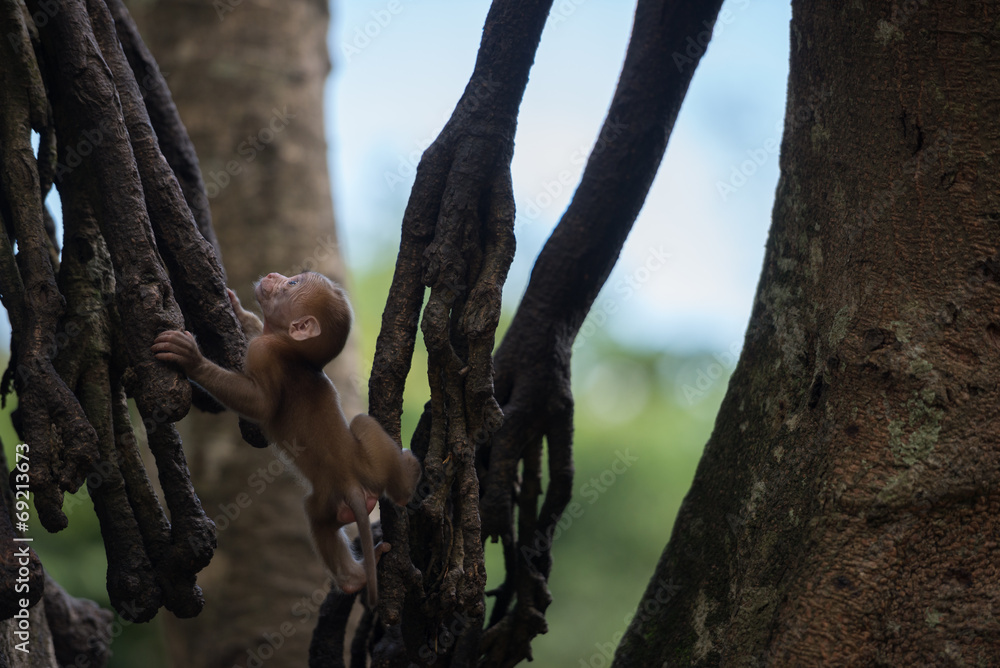 young monkey climb the tree
