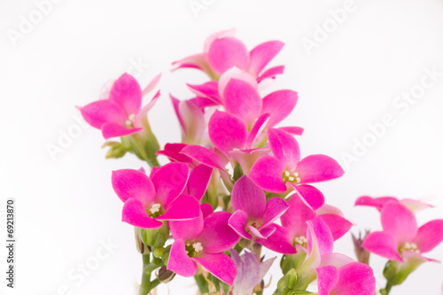 Pink flowers