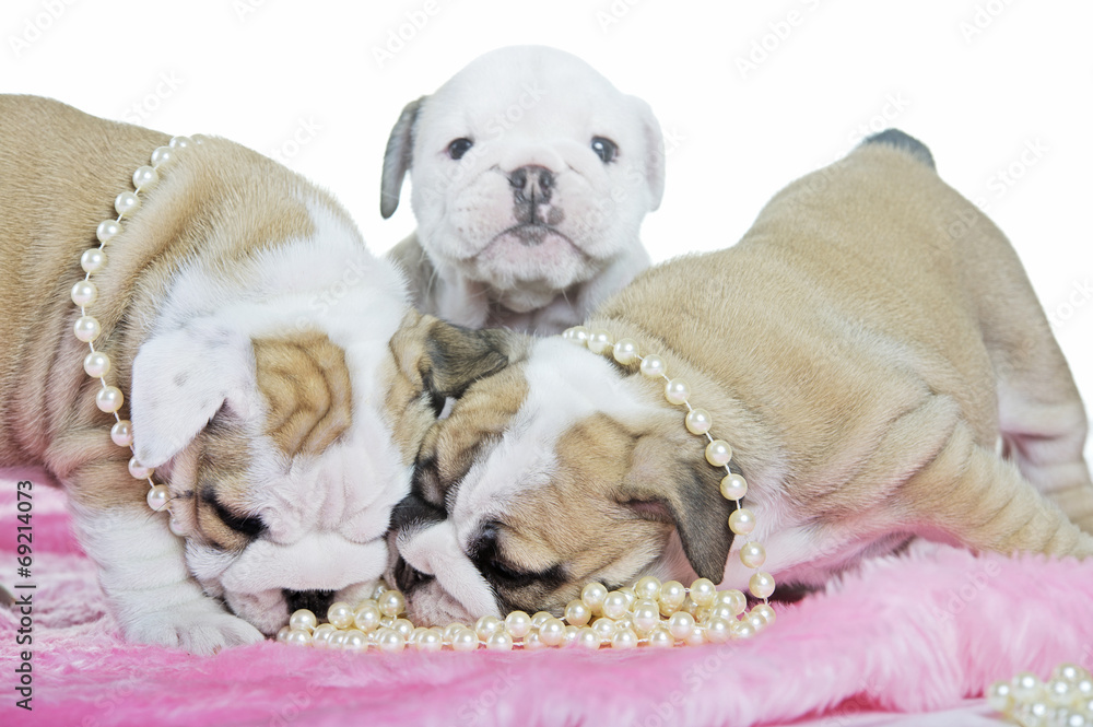 Cute english bulldog dog puppies playing Cute english bulldog dog puppies playing