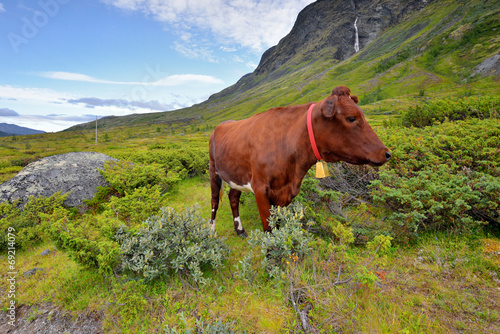 Krajobraz wiejski, krowa na pastwisku, Szwajcaria
