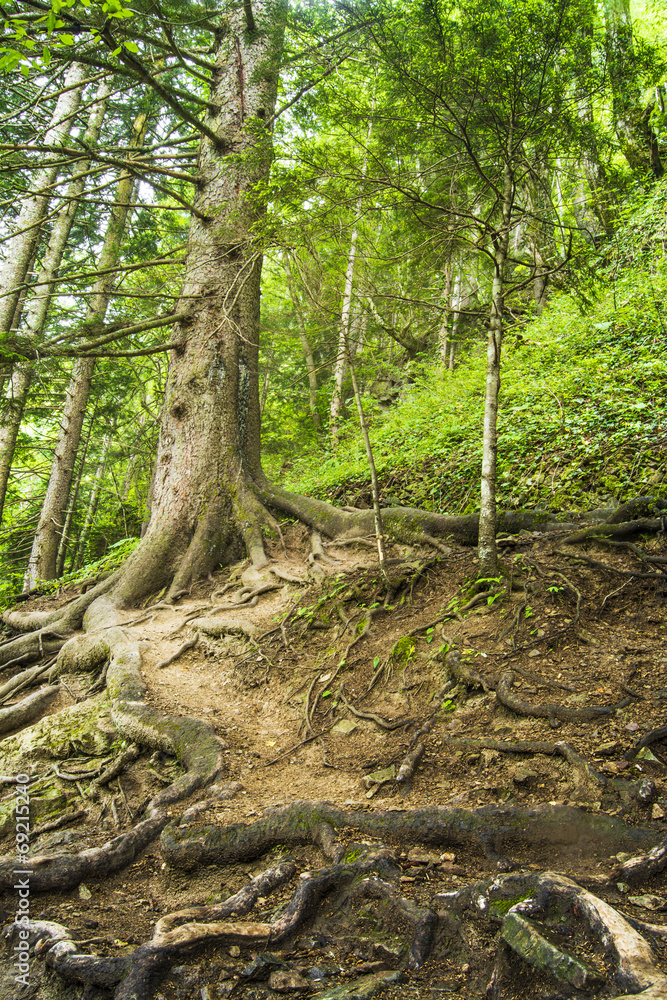 Forest Forest