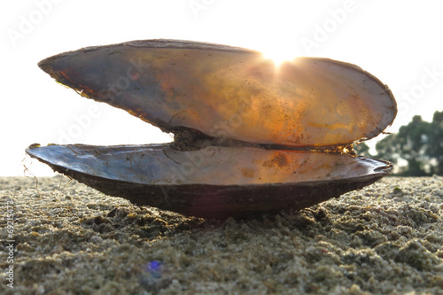 Shell with sunbeam