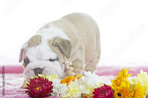 Beautiful english bulldog dog puppy