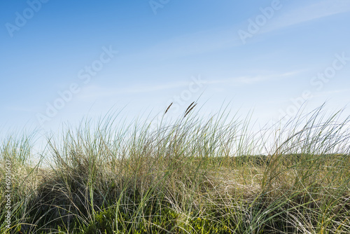 Dune with beach grass in the foreground.