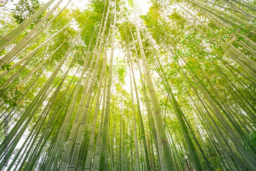 Bamboo grove, bamboo forest at Arashiyama, Kyoto, Japan