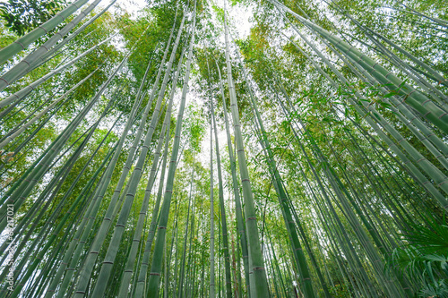 Bamboo grove, bamboo forest at Arashiyama, Kyoto, Japan