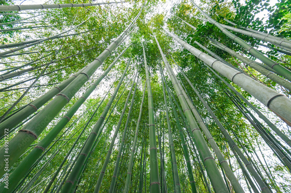 Bamboo grove, bamboo forest at Arashiyama, Kyoto, Japan Bamboo grove, bamboo forest at Arashiyama, Kyoto, Japan