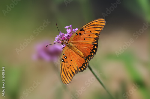 Gulf fritillary or passion butterfly (Agraulis vanillae). © angeldibilio