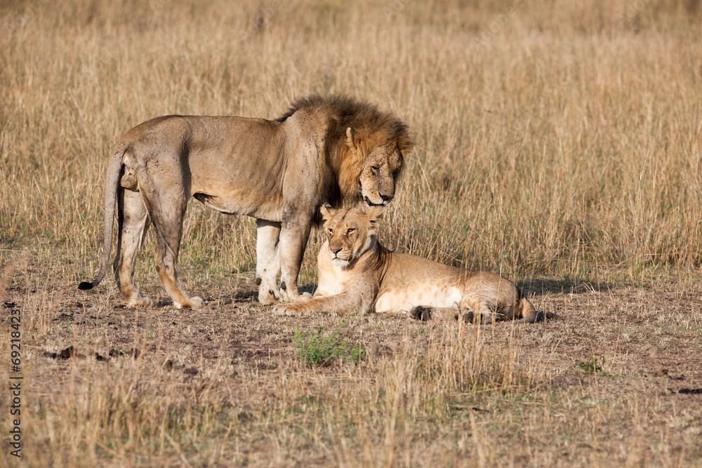 lion lion