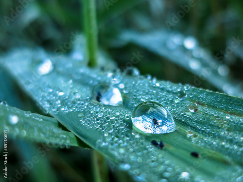 Insect in dewdrop